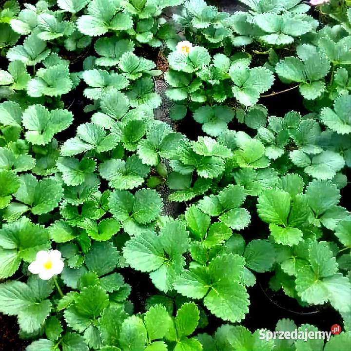 Kwiaty Sadzonki Warzyw świętokrzyskie Bukówka