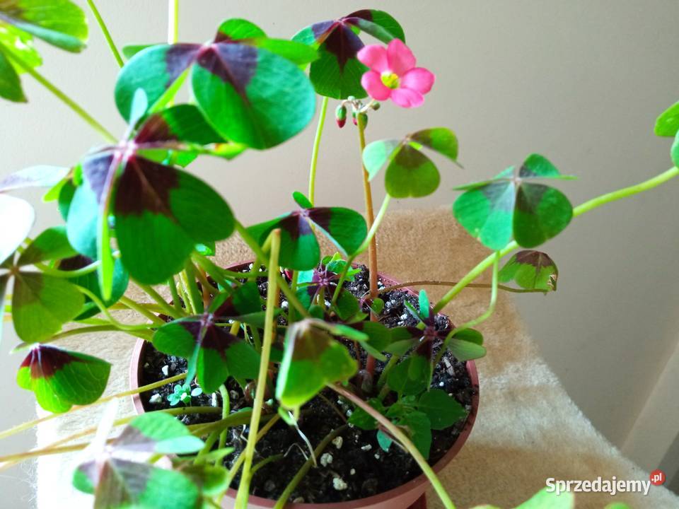 Oxalisy stale kwitnące fiołki i skrętniki Białystok sprzedam