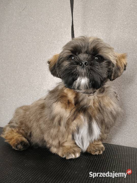 ShihTzu piesek Gabor Gdańsk