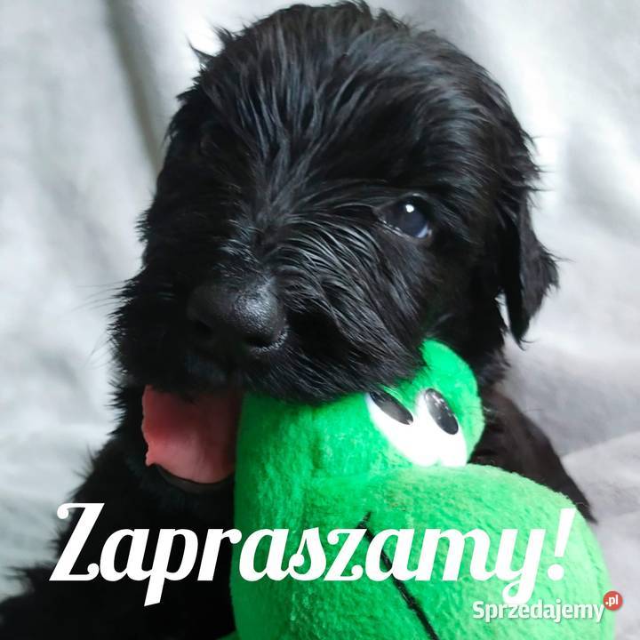 Czarny Terier Rosyjski szczeniak Stary Zamek