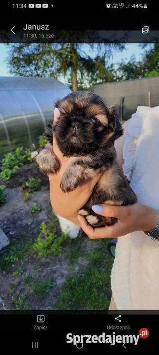 Zwierzęta Częstochowa