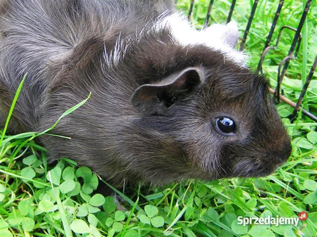 Świnka morska rozetka 10 tygodni ll Radostowice