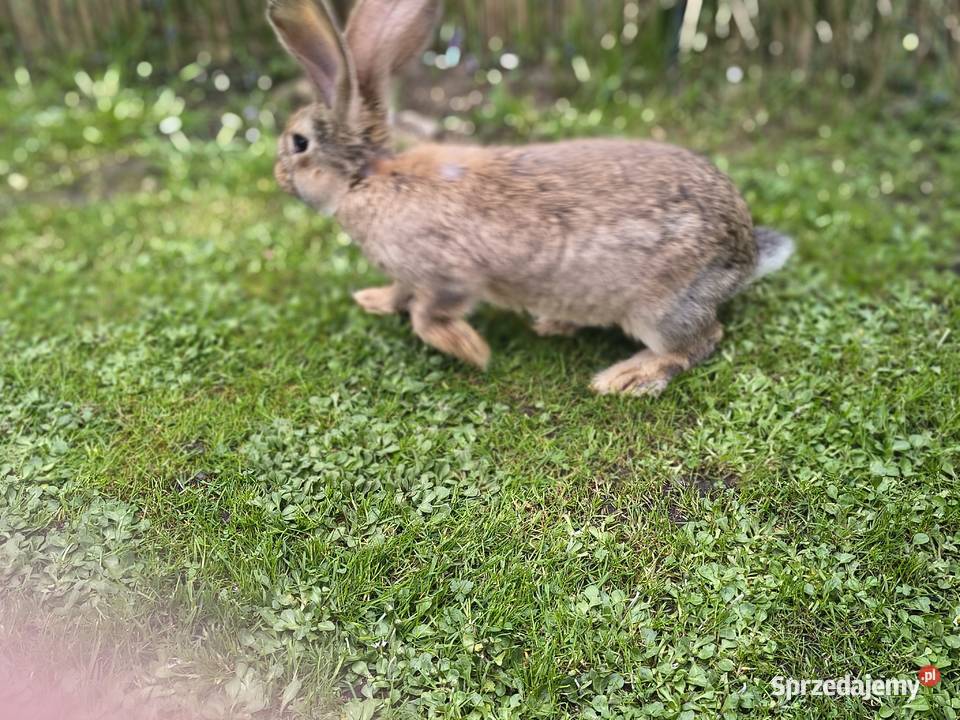 Kroliki belgi Rościsławice