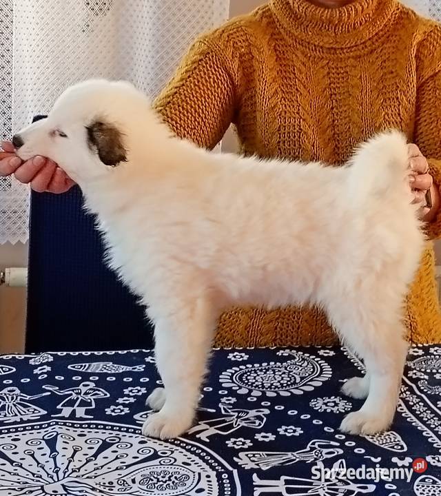 Szczeniaki Lajka Jakucka Psy