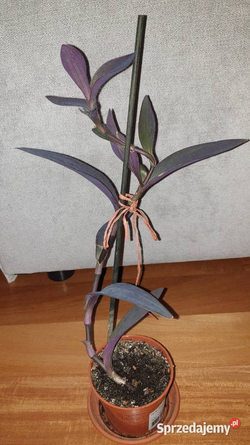 Trzykrotka setkrezja purpurowa kwiat rosnący mazowieckie Warszawa