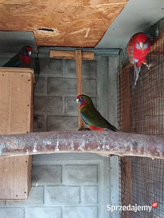 Rozelle Królewskie Pniewy