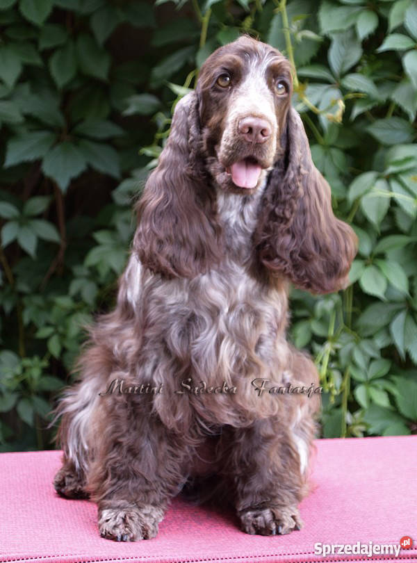 Cocker Spaniel AngielskiSuczka z metryką ZKwP Nowy Sącz