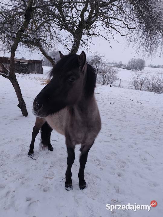 Sprzedam konika polskiego ogierek Sejny