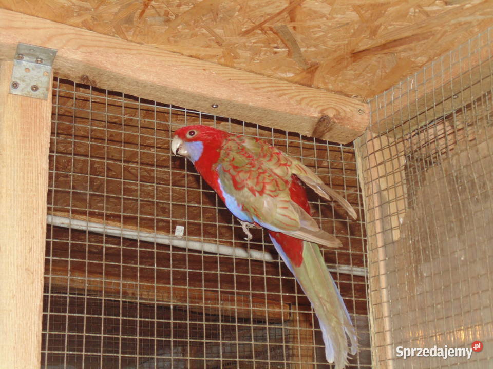 rozela królewska śląskie