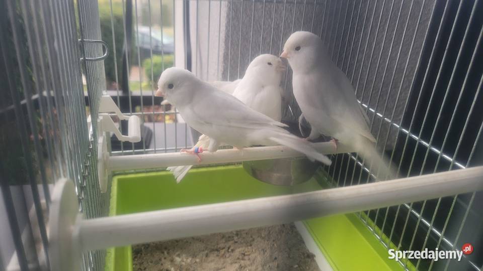 Biale i zolte kanarki Wieliczka