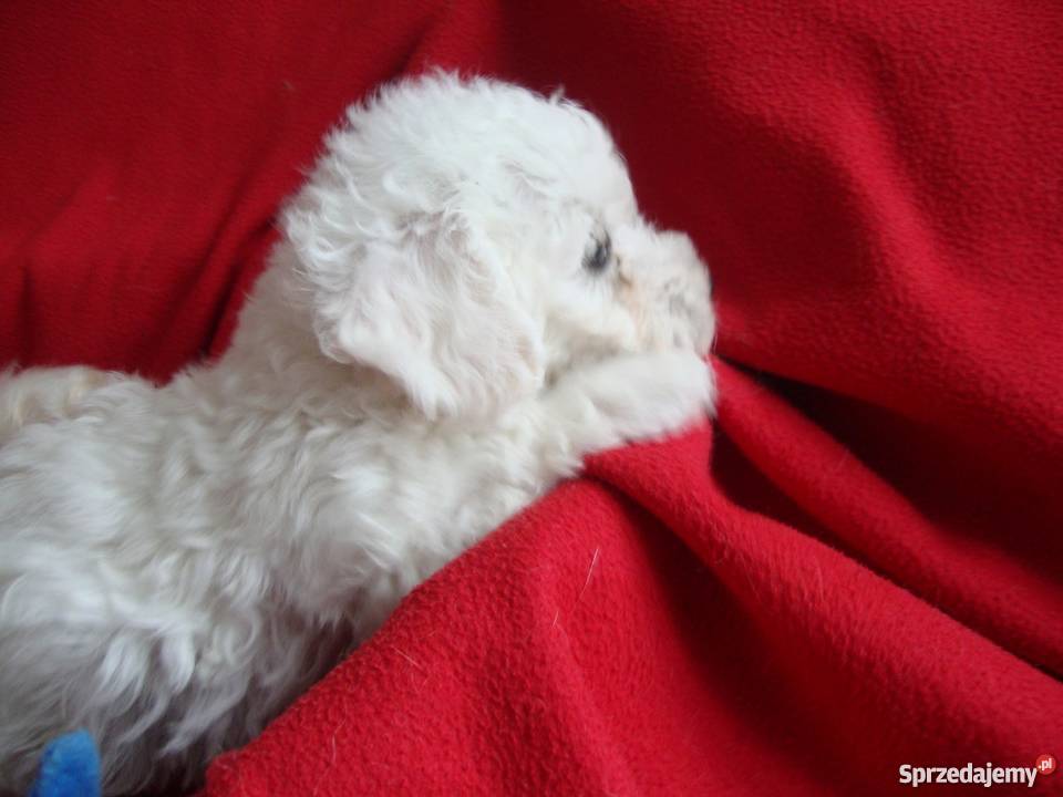 Bolończyki szczeniaki z metryką ostatni wolny Pozostałe wielkopolskie Kościan