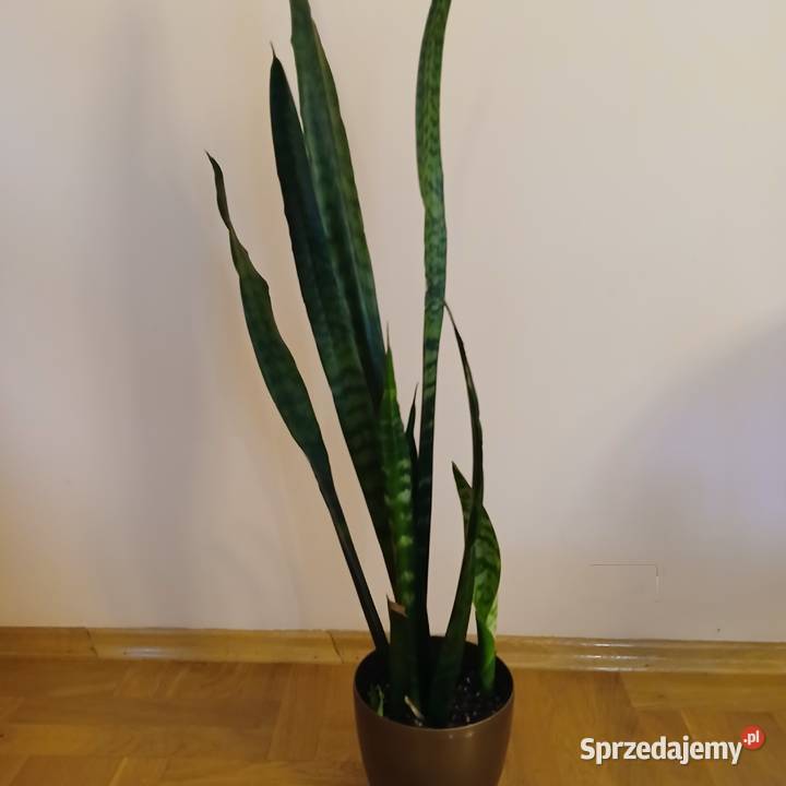 Wężownica Sansewiera wysoka 100 Nowy Sącz