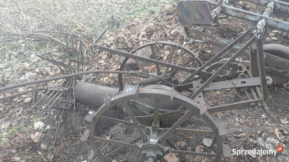 kopaczka gwieździsta mazowieckie Przysucha