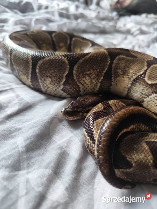 Pyton Królewski łagodny samiec mazowieckie Pruszków