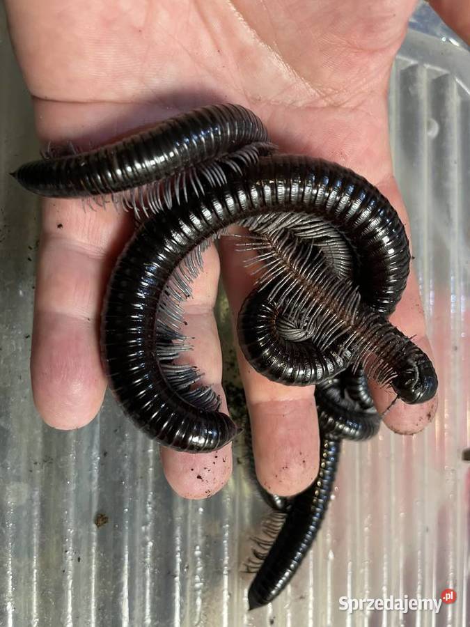 wij z Wietnamu Remulopygus brevispinus Gliwice