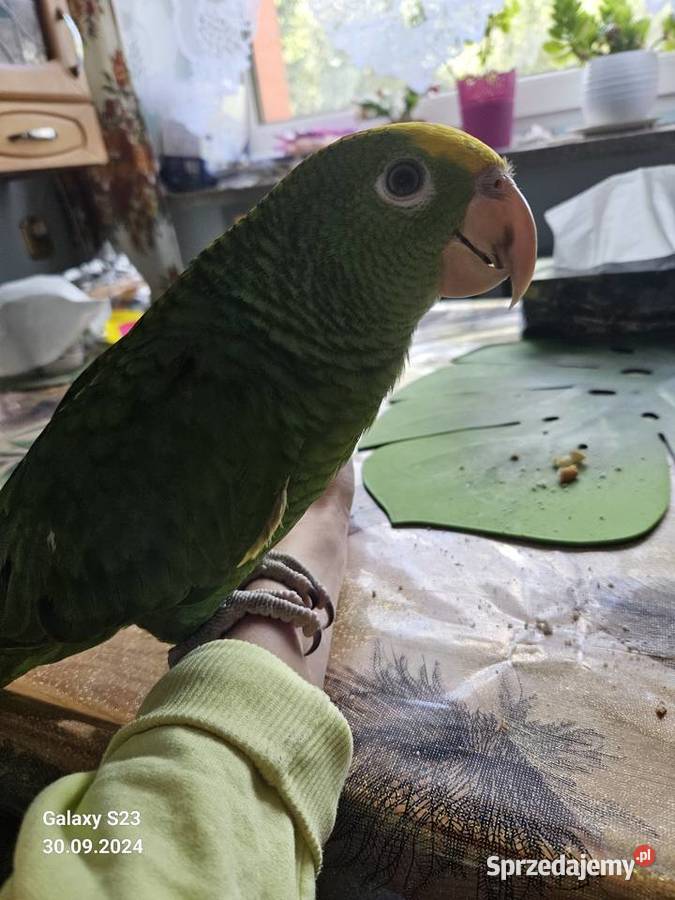 Amazonka żołtogardła Wodzisław Śląski