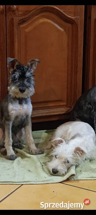 Sznaucer miniaturowy dolnośląskie Złotoryja