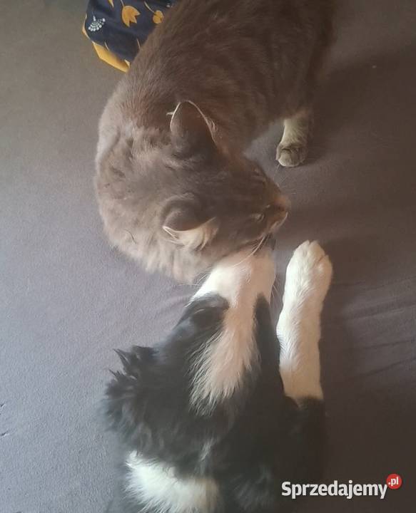 Piękny piesek border collie 5 miesięczny Łódź