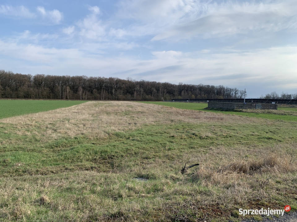 Działki rolne w Pątnowie Legnickim Pątnów Legnicki sprzedam