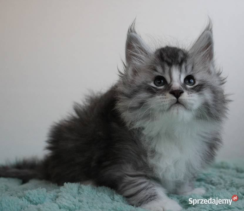 Śliczny kocurek maine coon Brzezia Łąka
