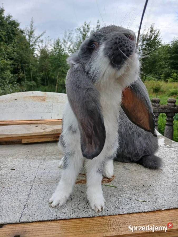 Króliki baranki francuskie Skarżysko-Kamienna sprzedam