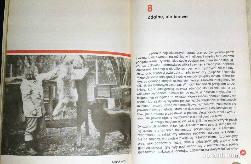 Pies czy wilk Krystyna Chwedeńczuk Chełm