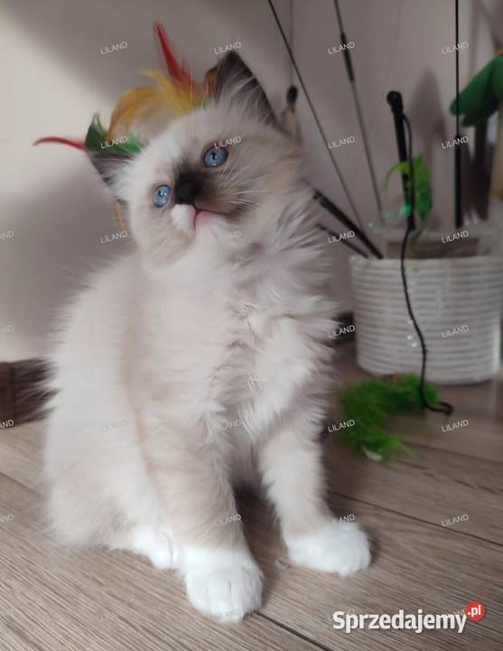 Koteczka Ragdoll na listopad spokojna Rodowód Ragdoll Zwierzęta Konopiska