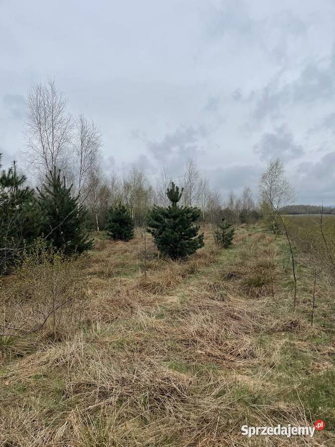 Sprzedam działkę budowlaną z warunkami zabudowy Korzyce