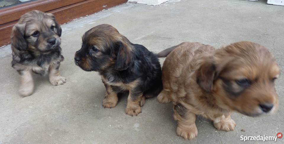 Oddam miłe szczeniaki