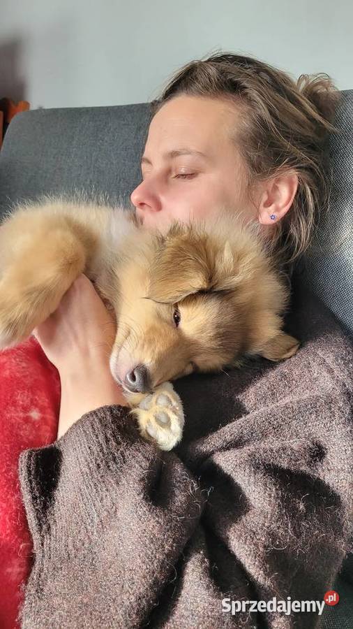 Collie OwczareSzkocki Długowłosy szczenięta ZKwP Wrocław