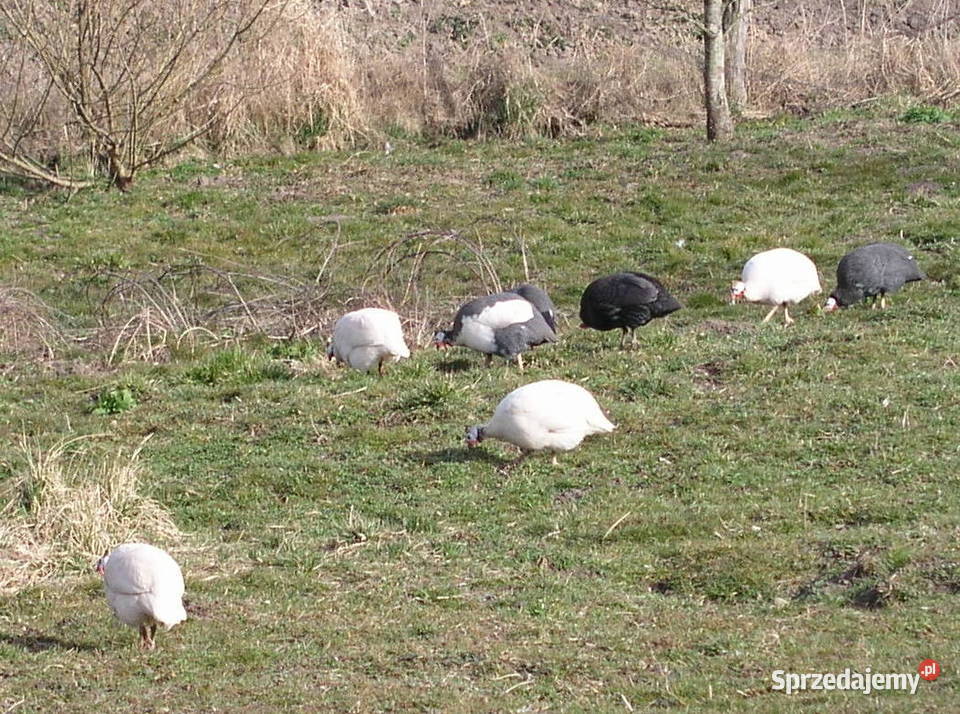 Stado perlic kolorowych 10