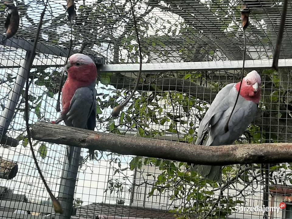 Kakadu różowe para 23r Ptaki małopolskie sprzedam