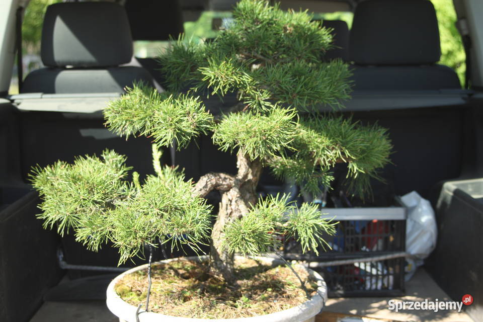 Bonsai Sosna 60 ponad 30 letnia Skierniewice