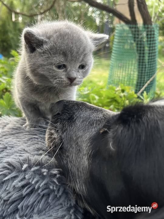 Blue boy słodkie brytyjskie kocurki Piorunówek