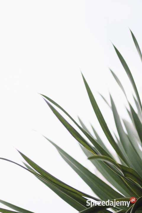 Zetor 9540 Instrukcja katalog napraw obsługi Szamotuły sprzedam