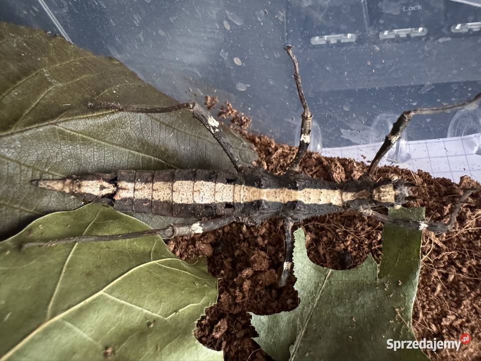 Straszyki na sprzedaż różne gatunki proszę pytać śląskie sprzedam
