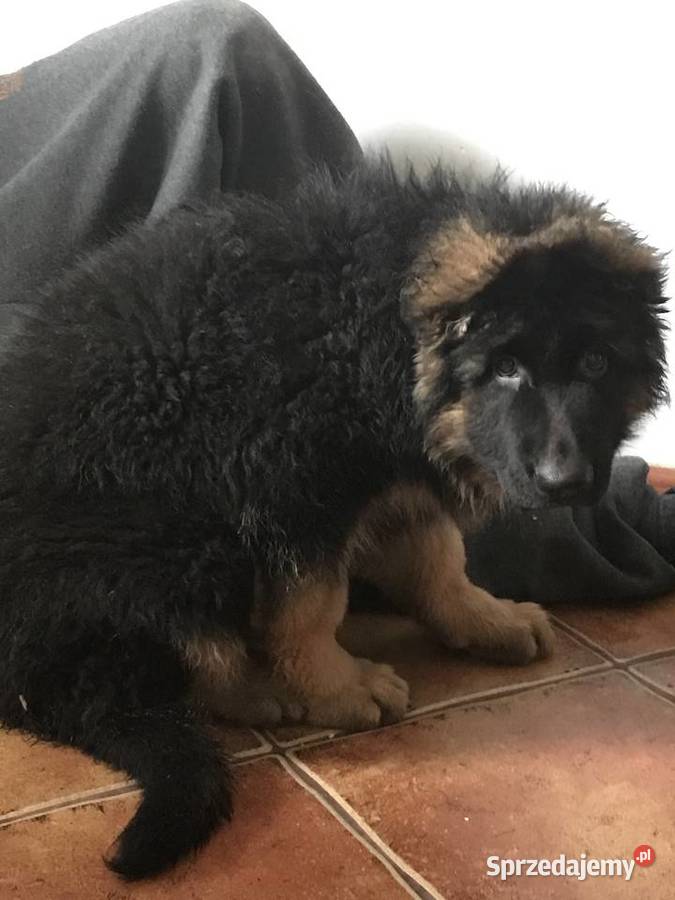 Owczarek niemiecki długowłosy potężny szczeniak