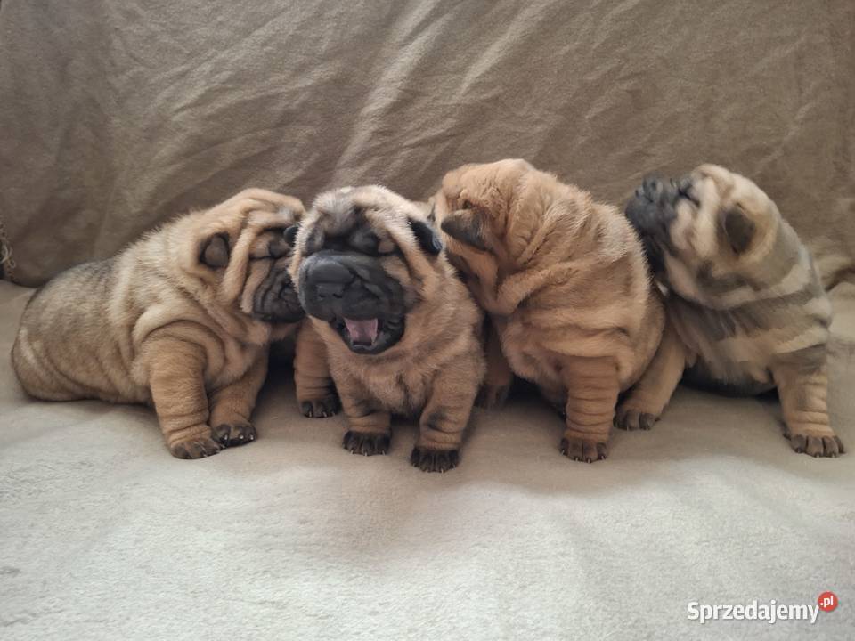 Szczenięta Shar Pei FCI Piotrków Kujawski