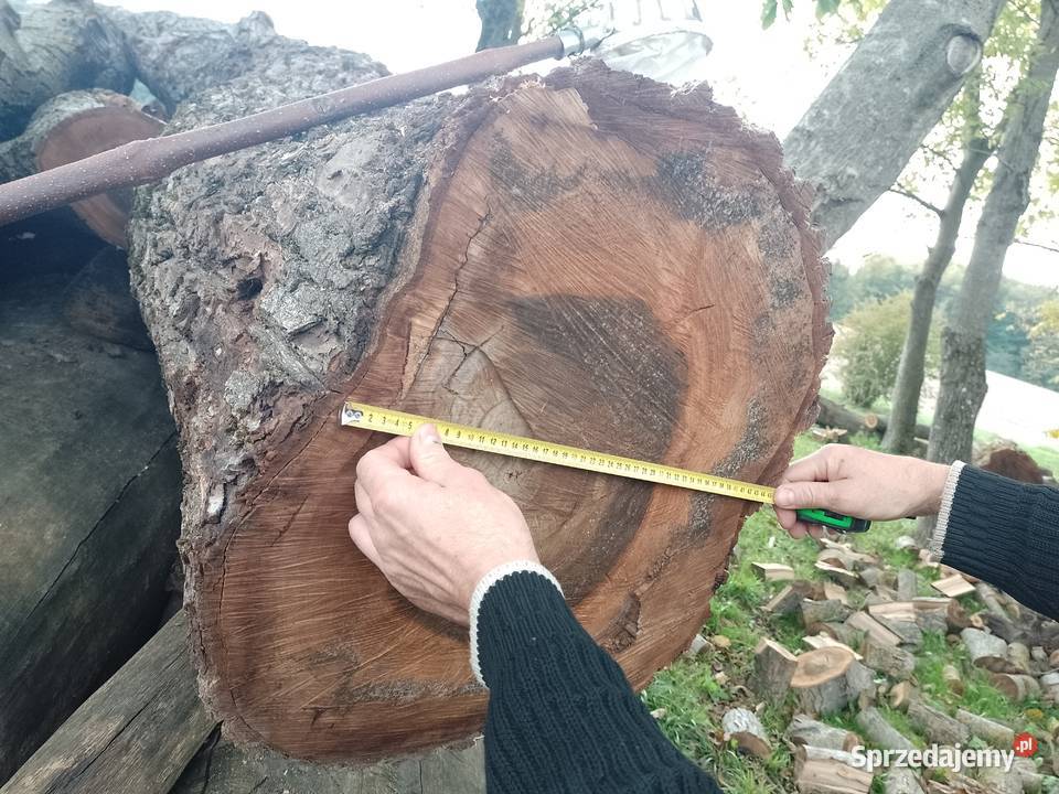 Sprzedam kłody orzecha likwidacji sadu Uchanie sprzedam