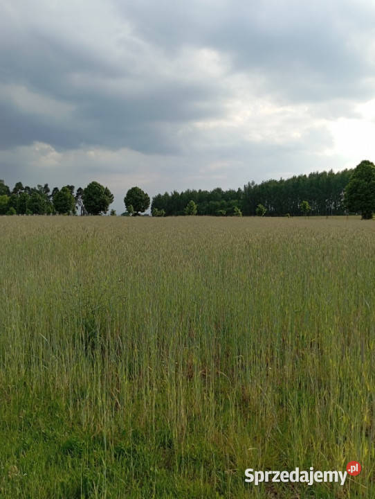 Sprzedam działkę budowlaną 1760m Kownaty gm budowlana Sprzedaż mazowieckie