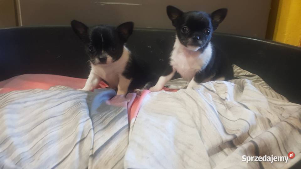 Suczka rasy Chihuahua Płońsk