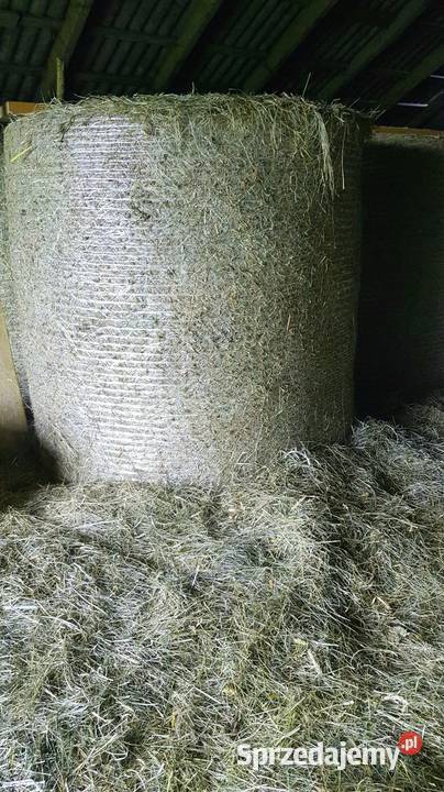 Siano w balotach 120 2025 wiązane siatką Wartkowice