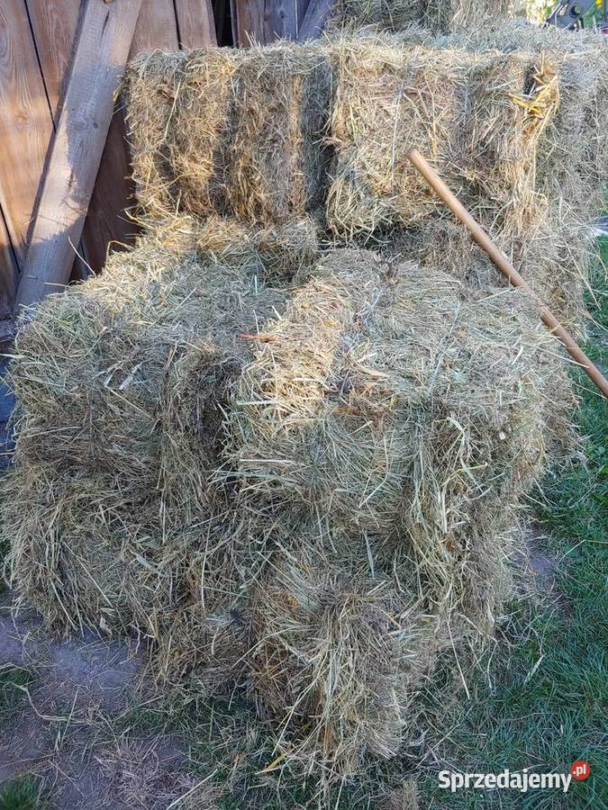 Snopki siana mała kostka świeże 2025 Rolnictwo Wrocki sprzedam