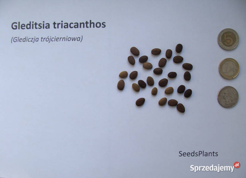 GLEDICZJA TRÓJCIERNIOWA Gleditsia triacanthos Lubanie