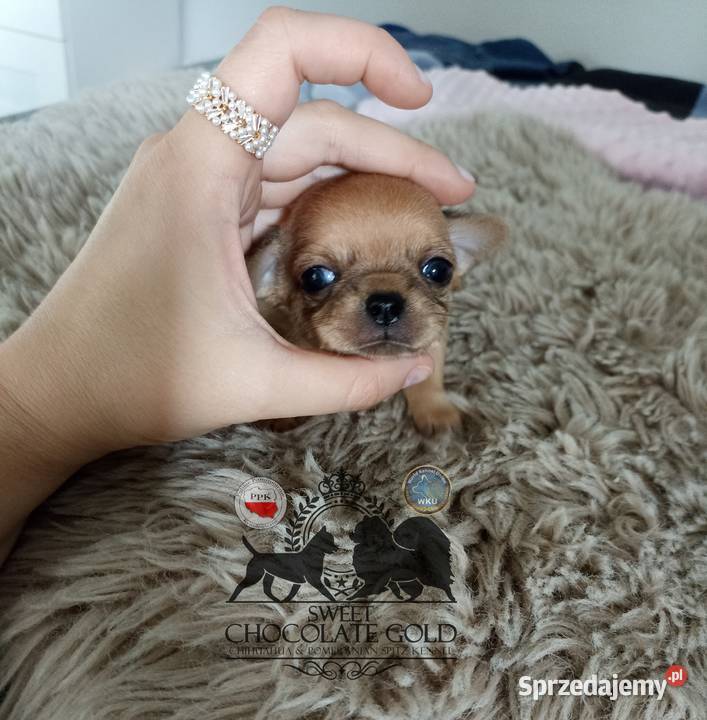 Chihuahua mikro sunia beżowa krótkowłosa pełny Bełchatów