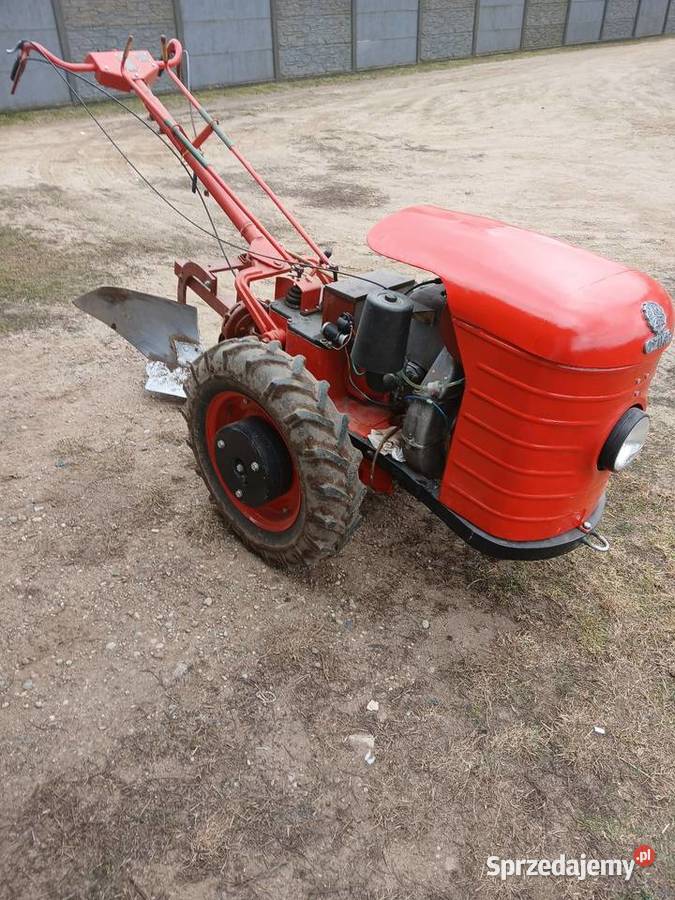 Sprzedam dzik2 Łomża sprzedam