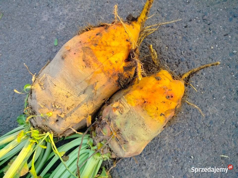 Buraki pastewne Syriusz bis pomarańczowe Nowojowice