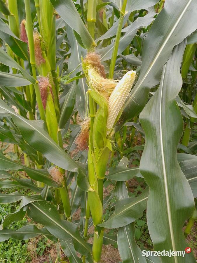 Kukurydza na pniu na kiszonkę Lubaczów