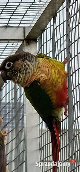 Rudosterka zielonolica łatwo się oswaja i można Ptaki Gliwice