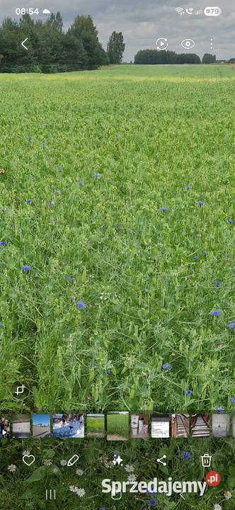 Groch biały nemo Pozostałe lubelskie Żurawiniec